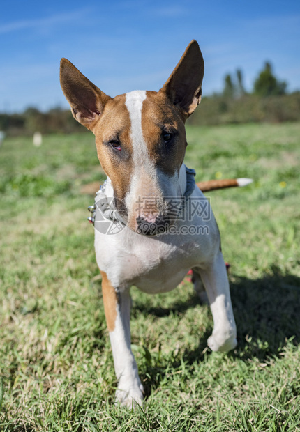 训练服从中的斗牛犬图片