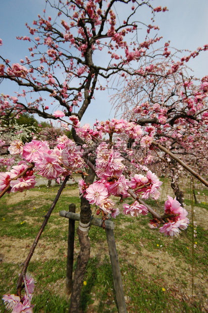 在公园里盛开的红羽花