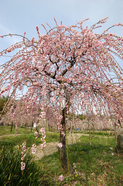 在公园里盛开的红羽花