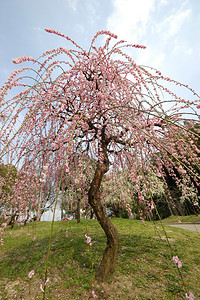 在公园里盛开的红羽花图片素材