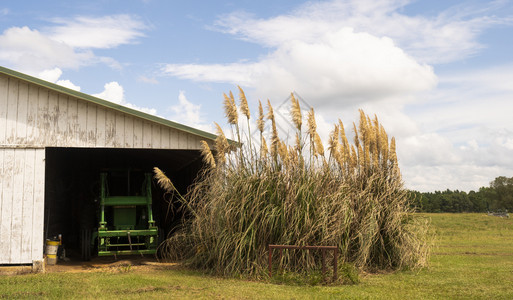 覆盖农用机械和具的村场白谷仓图片