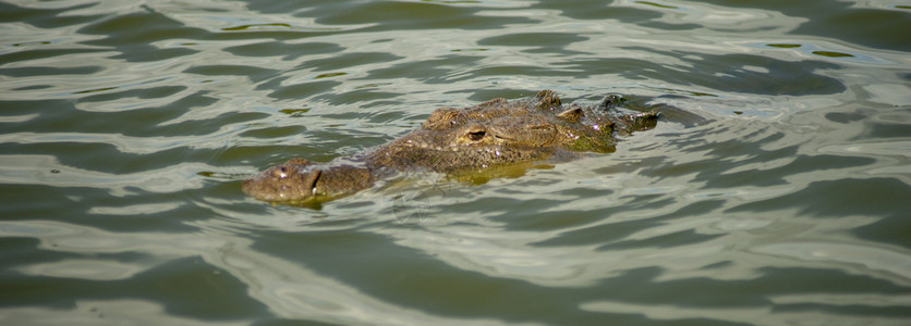 在美国佛罗里达州一只成年鳄鱼浮出水面足够长能捕到太阳和呼吸图片