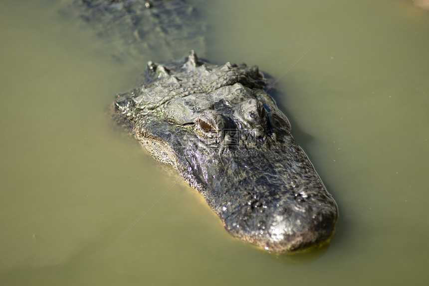 在美国佛罗里达州一只成年鳄鱼浮出水面足够长能捕到太阳和呼吸高清图