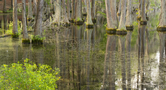 在美国南部沼泽的地区树木从水中长出图片