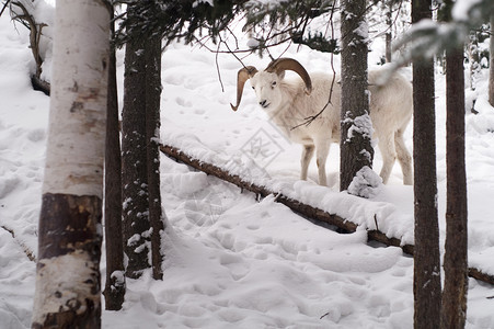 新的雪覆盖了摄影师和公牛DallSheep之间的风景图片