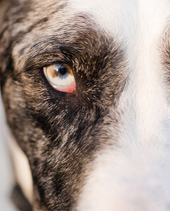 近距离靠奥斯特劳里山的牛犬狗和鹿角左眼直向前看图片