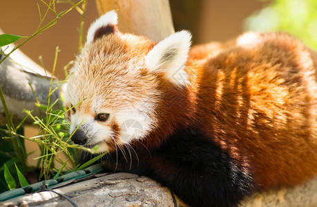 红熊猫对竹叶的养分来说会很高图片