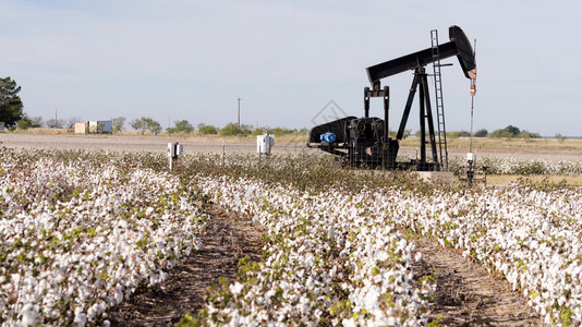 在西得克萨斯州棉花准备收割而棉花则准备就绪高清图片