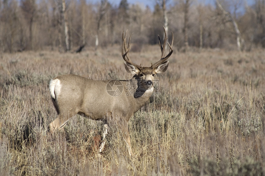 在怀俄明森林中一只野鹿手表准备保护他的伴侣图片