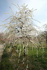 日本美丽的白梅花图片