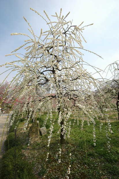 日本美丽的白梅花图片