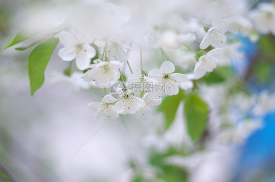 春树花集浅的野外深处图片