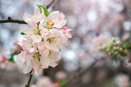苹果树的春叶自然成分图片