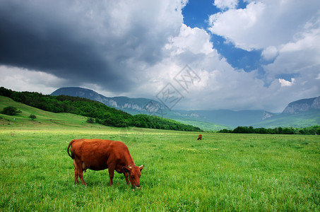 绿草地上的牛群自然成分图片
