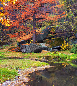 秋天在公园里自然的构成图片