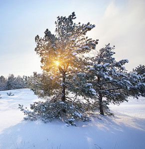 冬季风景自然的构成图片