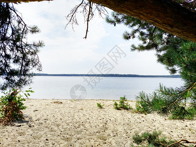 夏日的天堂角落概念穿过松树的湖景图片