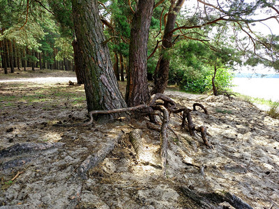 夏日在湖附近的沙地上树底有根系的基图片
