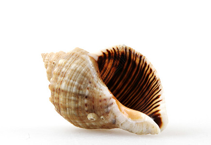 蜗牛壳Rapana孤立在白色背景上背景