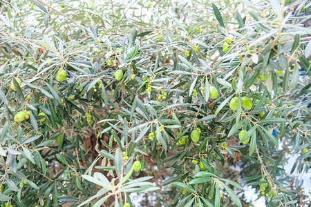 橄榄树背景图片