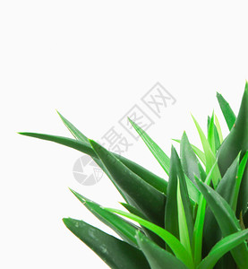 Aloevera孤立在白色背景上孤立在白色背景上图片