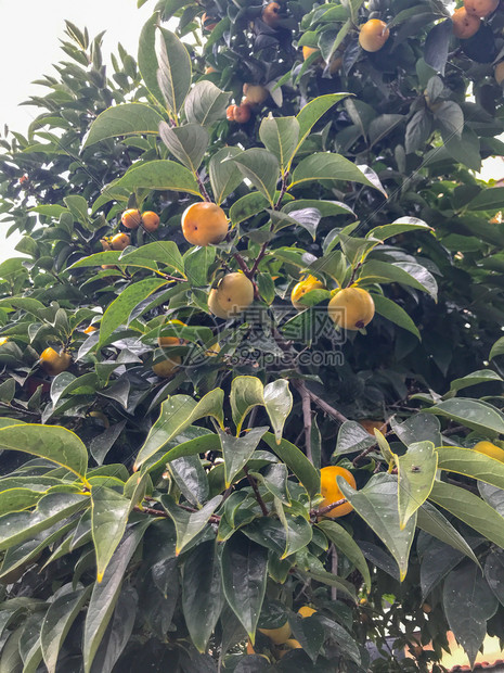 在树上生长的橘子图片