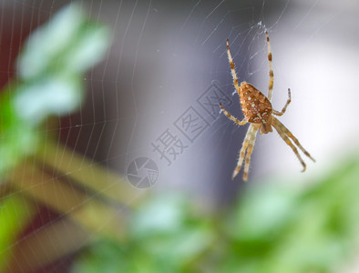 欧洲花园蜘蛛AraneusDiadematus位于完美的网络中心图片