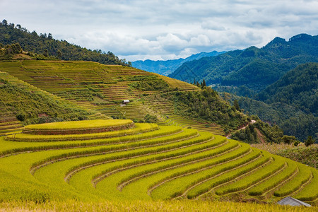 越南MuCangChai水季的稻田由苗族少数民耕种图片
