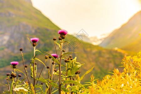 旅游度假和挪威地表和山上花朵的风景和背夏天的山地观图片