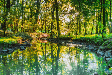 露户绿林夏季以石块在公园中的溪流河自然景观带水流的绿林公园图片