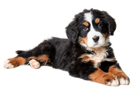 白色瑞士牧羊犬图片 白色瑞士牧羊犬素材 白色瑞士牧羊犬高清图片 摄图网图片下载 白色瑞士牧羊犬图片 白色瑞士牧羊犬素材 白色瑞士牧羊犬高清图片 摄图网图片下载