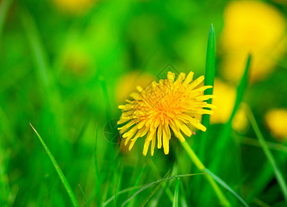 草原上的黄花的特写镜头图片