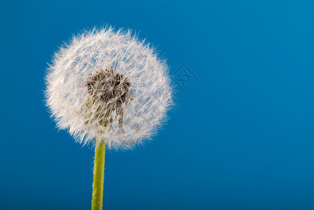 蓝色背景的花层图片