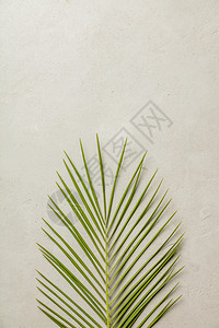 混凝土背景的绿棕榈叶平地图片