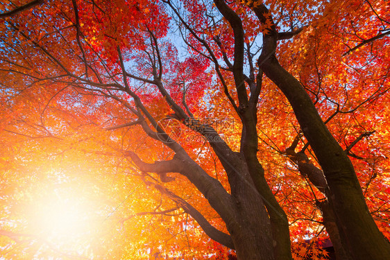黄橙和红秋叶在美丽的秋天公园日本京都图片