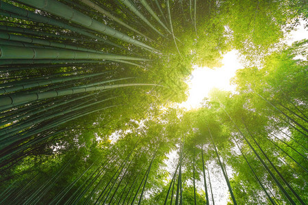 日本亚林山的竹和太阳耀斑图片