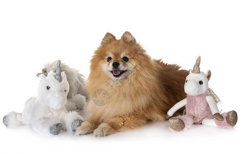 白色背景面前的小狗和独角兽图片