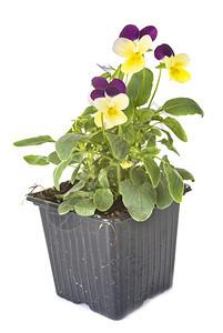 白色背景前的viola植物图片