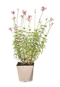 白色背景面前的沙拉维亚植物图片