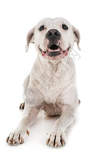 白色背景面前的阿根廷狗图片