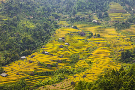 稻田黎明为越南西北部的收成做准备越南河江省HoangSuPhi的稻田梯图片