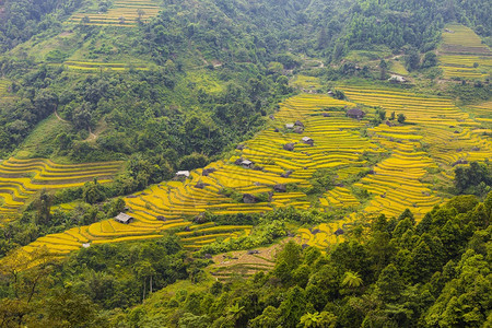 稻田黎明为越南西北部的收成做准备越南河江省HoangSuPhi的稻田梯图片