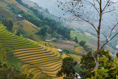 田地准备种植大米越南北部河江省HuyenHoangSuPhi的BanLuocHuyenPhi背景图片