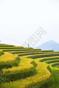 田地准备种植大米越南北部河江省HuyenHoangSuPhi的BanLuocHuyenPhi图片