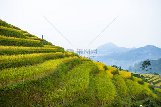 准备种植稻田越南北部河江省HuyenHoangSuPhiHuyenPhiHaGiang省BanPhungHuyenPhi图片