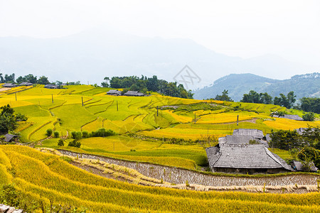 准备种植稻田越南北部河江省HuyenHoangSuPhiHuyenPhiHaGiang省BanPhungHuyenPhi图片