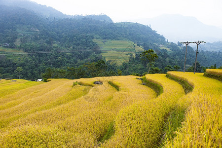 田地准备种植大米越南北部河江省丹欣信曼贺江省南丹图片