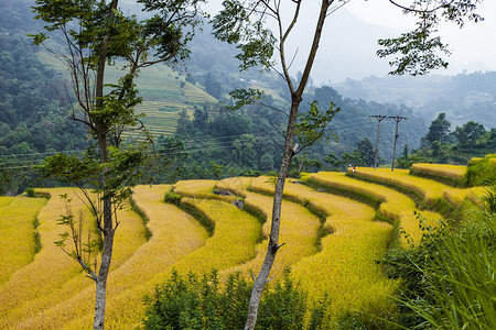 田地准备种植大米越南北部河江省丹欣信曼贺江省南丹图片