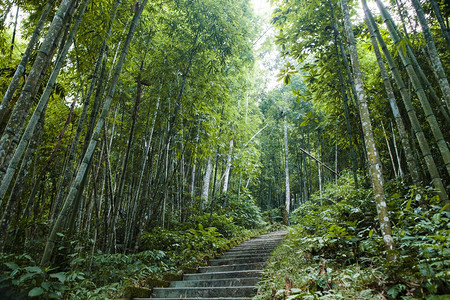 越南河江新文境天瀑布的竹林图片