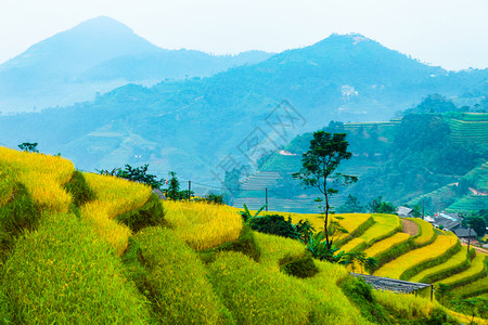 美女山田地准备种植大米越南北部河江省HuyenHoangSuPhi的BanLuocHuyenPhi背景